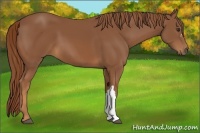 Horse Color:Chestnut 