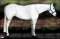 Horse Color:Smoky Black Tobiano Appaloosa 
