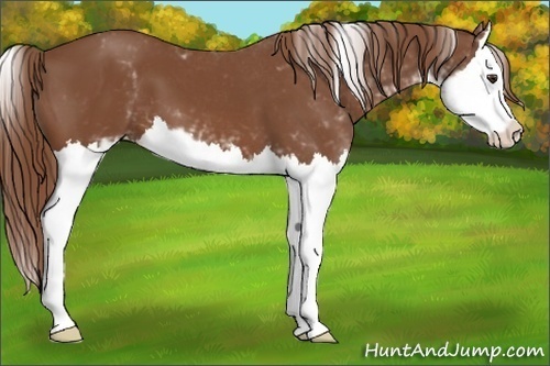 Horse Color:Chestnut Sabino Splash