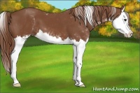 Horse Color:Chestnut Sabino Splash