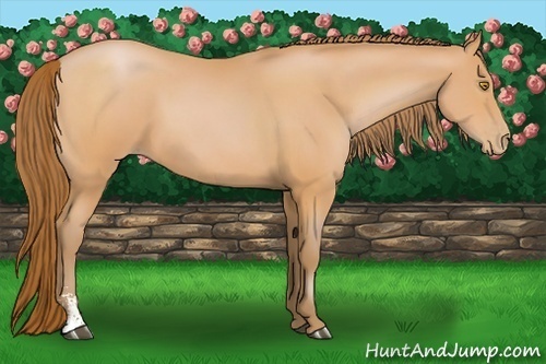 Horse Color:Bay Pearl Sabino
