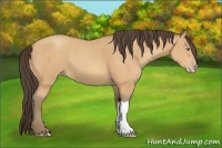 Horse Color:Amber Champagne 