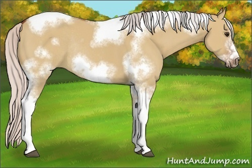 Horse Color:Silver Bay Dun Sabino Tobiano Frame Rabicano 
