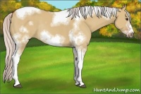 Horse Color:Silver Bay Dun Sabino Tobiano Frame Rabicano