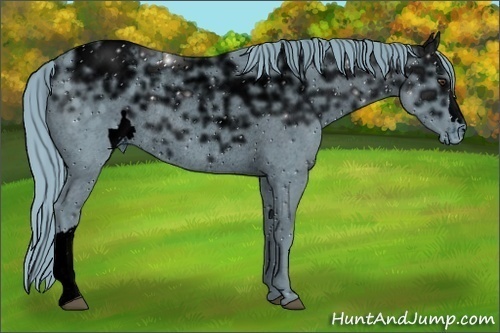 Horse Color:ERROR: UNKNOWN ANOMALY