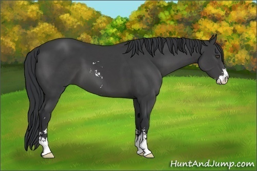 Horse Color:Black Sabino 