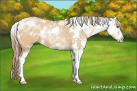 Horse Color:Bay Pearl Dun Sabino