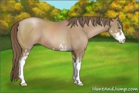 Horse Color:Black Pearl Sabino 