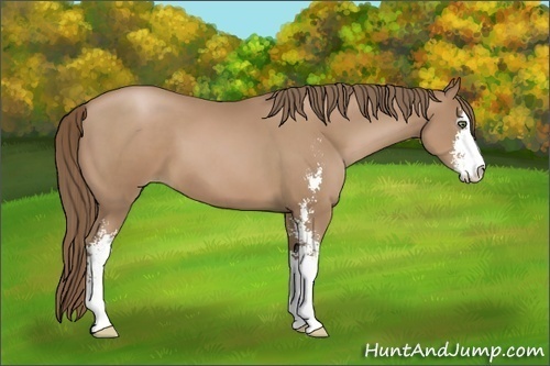 Horse Color:Black Pearl Sabino 