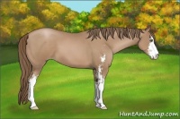 Horse Color:Black Pearl Sabino