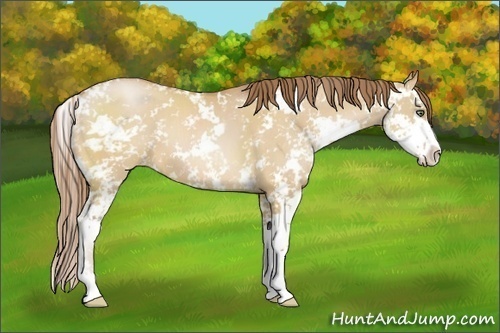 Horse Color:Bay Pearl Dun Sabino