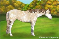 Horse Color:Bay Pearl Dun Sabino