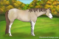 Horse Color:Grullo Pearl Sabino