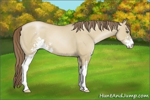 Horse Color:Grullo Pearl Sabino