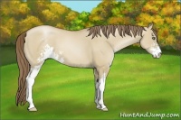 Horse Color:Grullo Pearl Sabino
