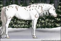 Horse Color:Chocolate Palomino Splash Frame Appaloosa