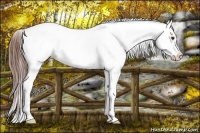 Horse Color:Chestnut Splash Appaloosa 
