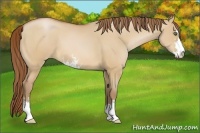 Horse Color:Bay Pearl Dun Sabino
