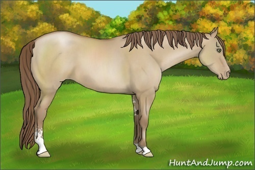 Horse Color:Grullo Pearl Sabino 