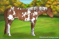 Horse Color:White Spotted Chestnut 