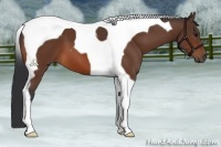 Horse Color:Bay Tobiano 