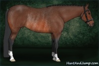 Horse Color:Bay Rabicano 