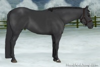 Horse Color:Black 