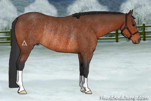 Horse Color:Bay Rabicano 