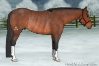 Horse Color:Bay Rabicano 