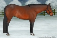 Horse Color:Bay Rabicano 