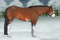 Horse Color:Bay Sabino 