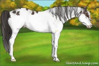 Horse Color:White Spotted Liver Chestnut 