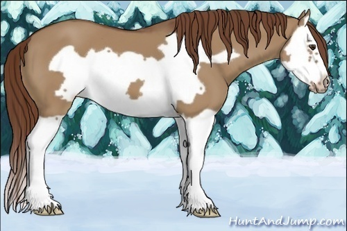 Horse Color:Red Dun Splash Frame