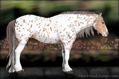 Horse Color:Bay Roan Splash Tobiano Appaloosa Brindle