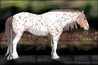 Horse Color:Bay Roan Splash Tobiano Appaloosa  Brindle