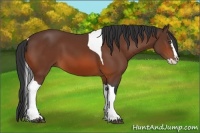 Horse Color:Bay Splash Tobiano 