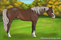 Horse Color:Silver Bay Sabino 