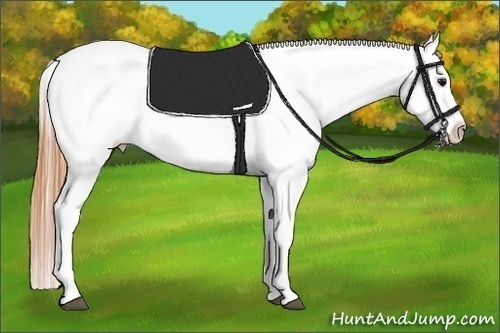 Horse Color:Bay Splash Tobiano Appaloosa  Brindle