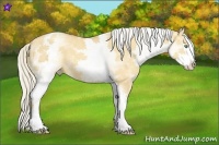 Horse Color:White Spotted Gold Cream Champagne Dun 