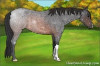Horse Color:Brown Roan