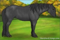 Horse Color:Blue Roan Sabino Rabicano