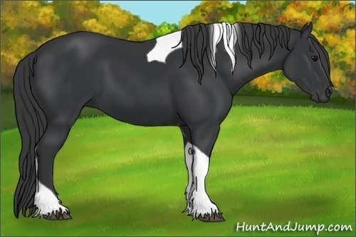 Horse Color:Black Sabino Tobiano 