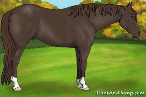 Horse Color:Liver Chestnut 