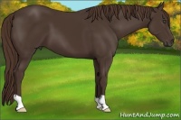 Horse Color:Liver Chestnut 