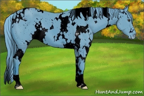 Horse Color:ERROR: UNKNOWN ANOMALY