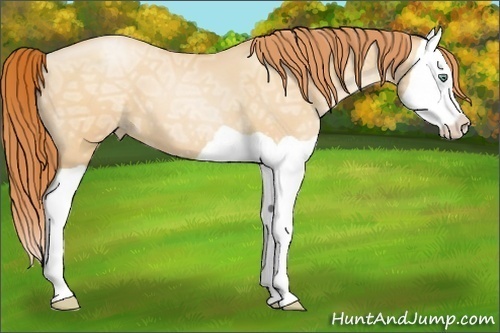 Horse Color:Amber Champagne Ice Pearl Splash