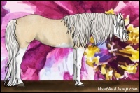 Horse Color:Silver Buckskin Roan Splash 