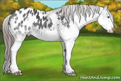 Horse Color:White Spotted Black Splash Appaloosa 