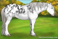 Horse Color:White Spotted Black Splash Appaloosa 