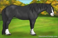 Horse Color:Black Splash